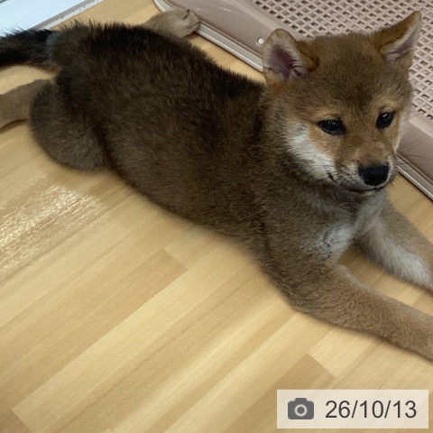 長野県の柴犬(標準サイズ) (ペットプラス 松本店/2026年8月6日生まれ/男の子/赤)の子犬の3枚目の画像