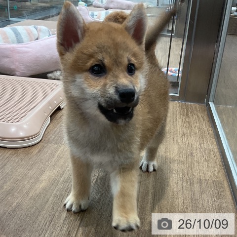 柴の写真