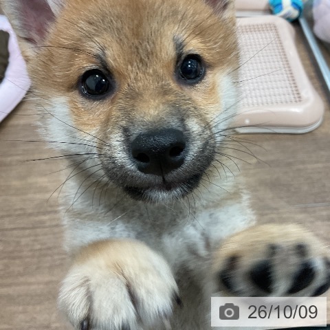柴の写真