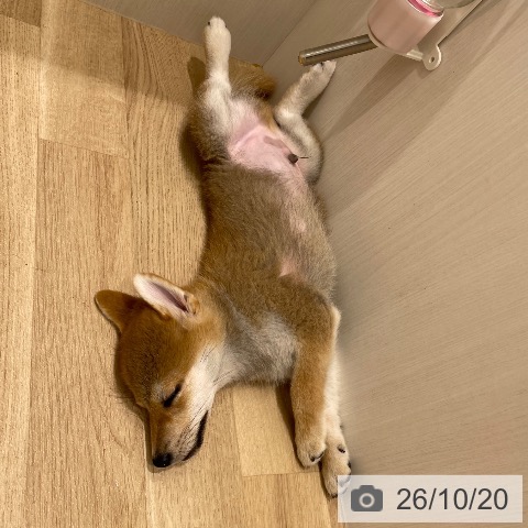 宮城県の柴犬(標準サイズ) (ペットプラス 名取店/2026年8月6日生まれ/男の子/赤)の子犬の4枚目の画像