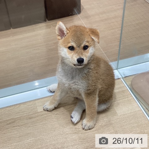 宮城県の柴犬(標準サイズ) (ペットプラス 名取店/2026年8月6日生まれ/男の子/赤)の子犬の3枚目の画像