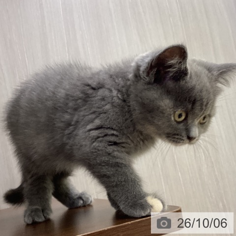 ブリティッシュショートヘアの写真