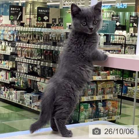 ブリティッシュショートヘアの写真