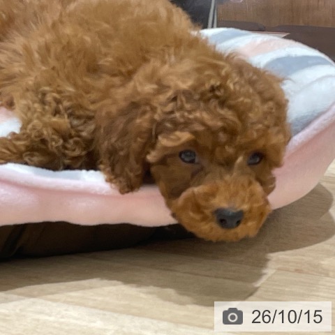 宮城県のトイプードル(トイ) (ペットプラス 仙台上杉店/2026年7月27日生まれ/女の子/レッド)の子犬の4枚目の画像