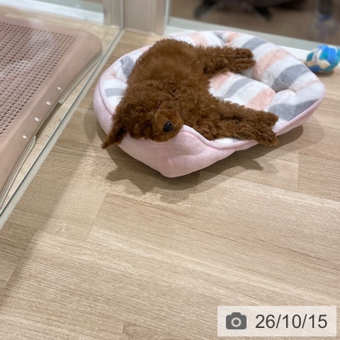 宮城県のトイプードル(トイ) (ペットプラス 仙台上杉店/2026年7月27日生まれ/女の子/レッド)の子犬の3枚目の画像