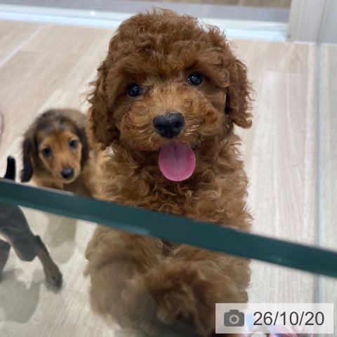 宮城県のトイプードル(トイ) (ペットプラス 仙台上杉店/2026年7月27日生まれ/女の子/レッド)の子犬の3枚目の画像