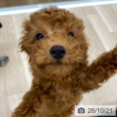 福島県のトイプードル(トイ) (ペットプラス 福島店/2026年7月27日生まれ/女の子/レッド)の子犬の4枚目の画像