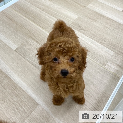 福島県のトイプードル(トイ) (ペットプラス 福島店/2026年7月27日生まれ/女の子/レッド)の子犬の3枚目の画像
