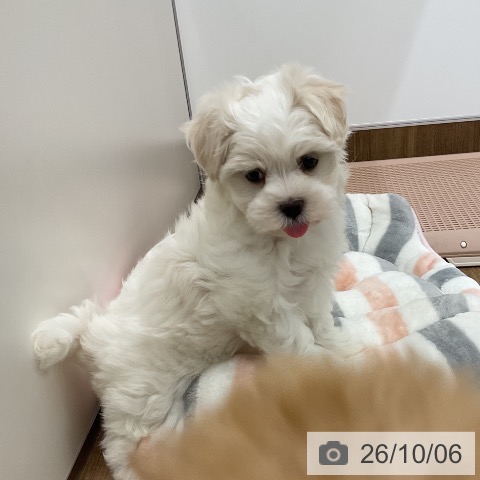 マルチーズの写真