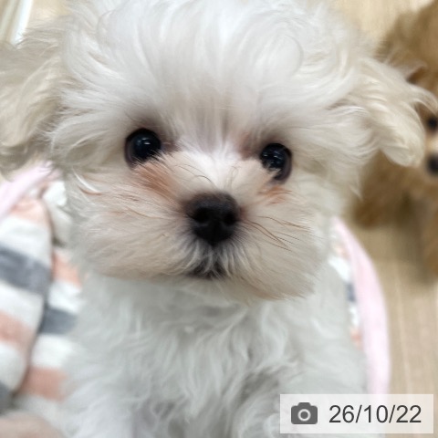 福島県のマルチーズ (ペットプラス 福島店/2026年8月5日生まれ/女の子/ホワイト)の子犬の4枚目の画像