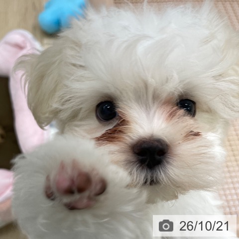 福島県のマルチーズ (ペットプラス 福島店/2026年8月5日生まれ/女の子/ホワイト)の子犬の3枚目の画像