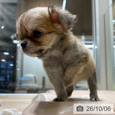 チワワの写真