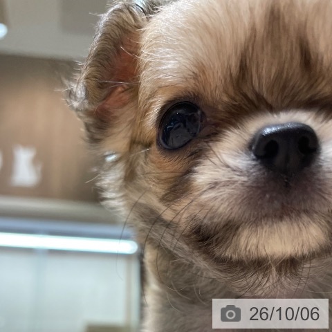 チワワの写真