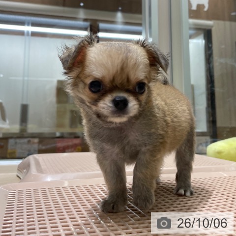 チワワの写真
