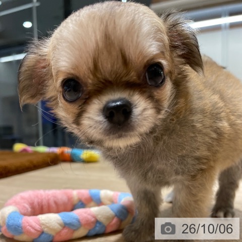 チワワの写真
