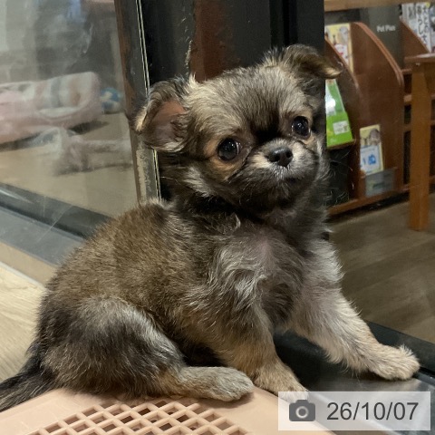埼玉県のチワワ(ロング) (ペットプラス コクーンシティ店/2026年8月6日生まれ/女の子/レッド)の子犬の3枚目の画像