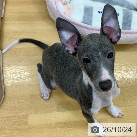 長野県のイタリアングレーハウンド (ペットプラス 松本店/2026年8月3日生まれ/男の子/ブルーホワイト)の子犬の4枚目の画像