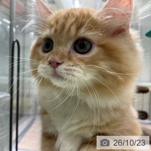 長野県のラガマフィン (ペットプラス 松本店/2026年8月6日生まれ/男の子/レッドタビーホワイト)の子猫の4枚目の画像