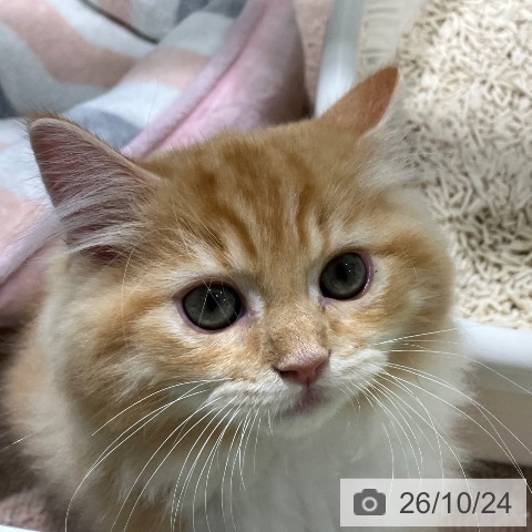 長野県のラガマフィン (ペットプラス 松本店/2026年8月6日生まれ/男の子/レッドタビーホワイト)の子猫の3枚目の画像