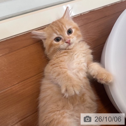 ラガマフィンの写真