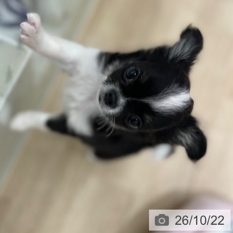 宮城県のチワワ(ロング) (ペットプラス 仙台上杉店/2026年8月1日生まれ/男の子/ブラックタンホワイト)の子犬の3枚目の画像