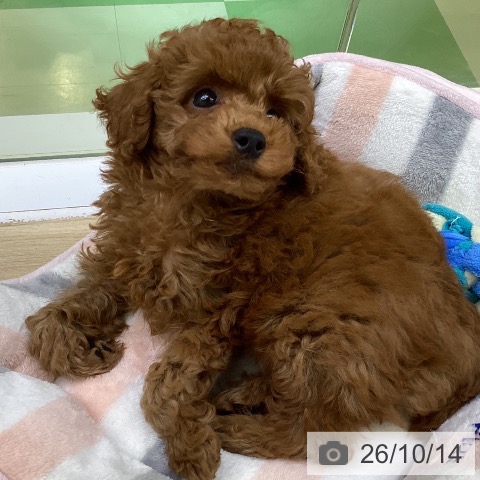山梨県のトイプードル(トイ) (ペットプラス 甲府昭和店/2026年8月5日生まれ/男の子/レッド)の子犬の3枚目の画像