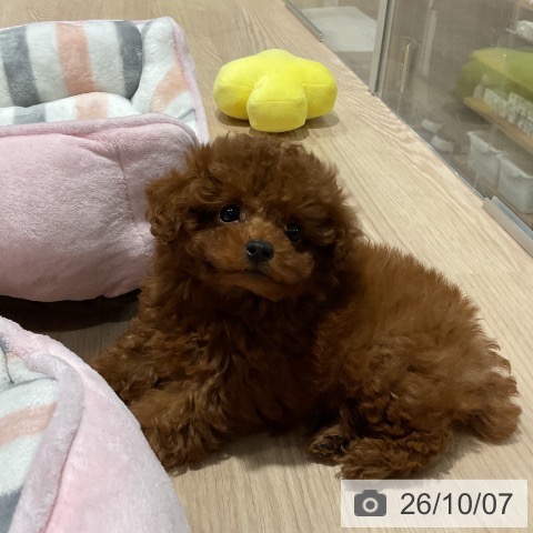 埼玉県のトイプードル(トイ) (ペットプラス コクーンシティ店/2026年8月5日生まれ/男の子/レッド)の子犬の3枚目の画像