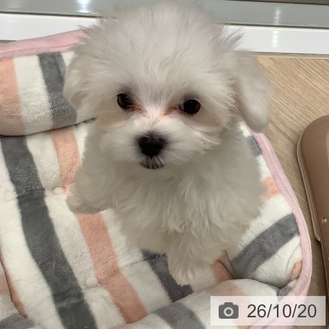 埼玉県のマルチーズ (ペットプラス 川口店/2026年8月5日生まれ/男の子/ホワイト)の子犬の4枚目の画像