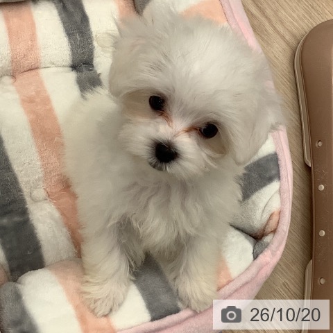 埼玉県のマルチーズ (ペットプラス 川口店/2026年8月5日生まれ/男の子/ホワイト)の子犬の3枚目の画像