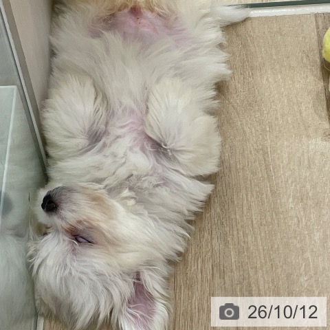 宮城県のマルチーズ (ペットプラス 仙台上杉店/2026年8月5日生まれ/女の子/ホワイト)の子犬の4枚目の画像