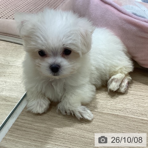 宮城県のマルチーズ (ペットプラス 仙台上杉店/2026年8月5日生まれ/女の子/ホワイト)の子犬の3枚目の画像