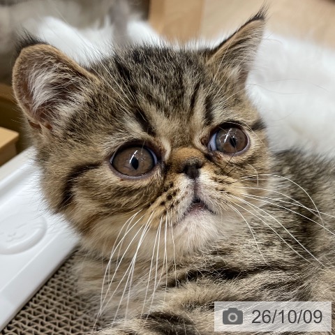 宮城県のエキゾチック (ペットプラス 名取店/2026年8月3日生まれ/男の子/ブラウンタビー)の子猫の4枚目の画像