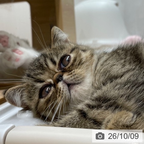 宮城県のエキゾチック (ペットプラス 名取店/2026年8月3日生まれ/男の子/ブラウンタビー)の子猫の3枚目の画像