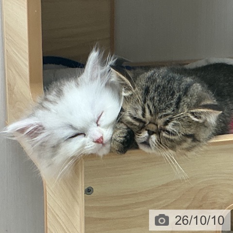 宮城県のエキゾチック (ペットプラス 名取店/2026年8月3日生まれ/男の子/ブラウンタビー)の子猫の3枚目の画像