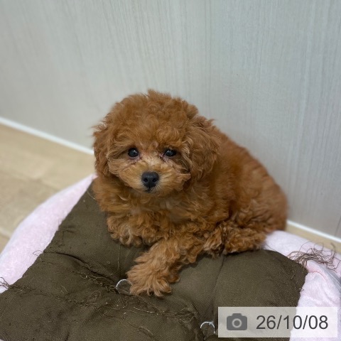 宮城県のトイプードル(トイ) (ペットプラス 仙台泉大沢店/2026年8月3日生まれ/女の子/レッド)の子犬の3枚目の画像