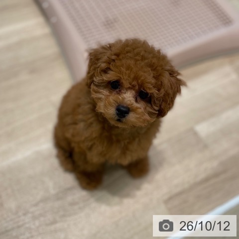 宮城県のトイプードル(トイ) (ペットプラス 仙台泉大沢店/2026年8月3日生まれ/女の子/レッド)の子犬の4枚目の画像