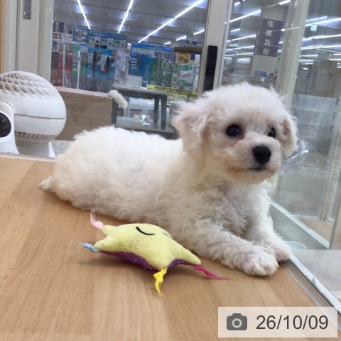 青森県のビションフリーゼ (ペットプラス 青森浜田店/2026年8月6日生まれ/男の子/ホワイト)の子犬の4枚目の画像
