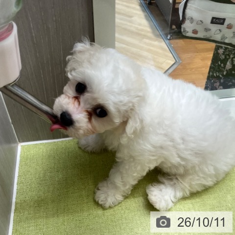 千葉県のビションフリーゼ (ペットプラス 成田店/2026年8月6日生まれ/女の子/ホワイト)の子犬の3枚目の画像