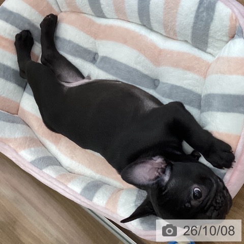 茨城県のフレンチブルドッグ (ペッツワン つくば店/2026年7月29日生まれ/男の子/ブリンドル)の子犬の3枚目の画像