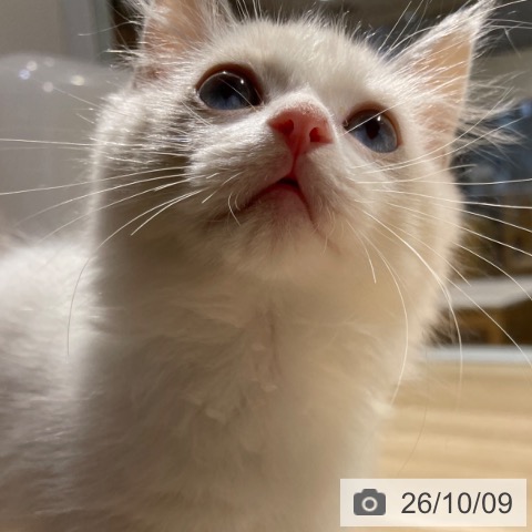 ラグドールの写真