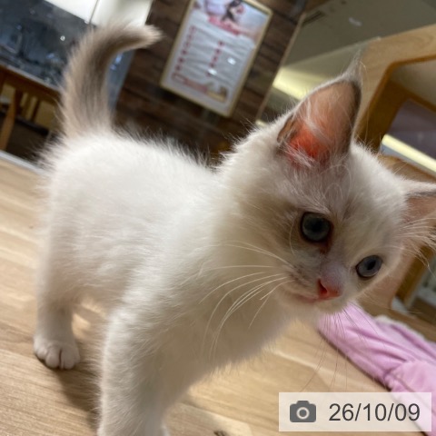 ラグドールの写真