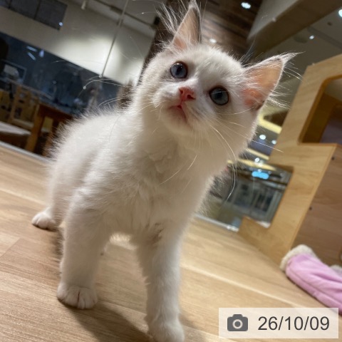 ラグドールの写真