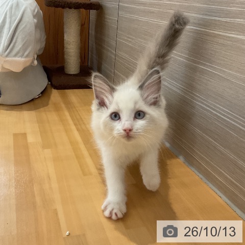 山形県のラグドール (ペットプラス 天童店/2026年8月3日生まれ/女の子/ブルーポイントバイカラー)の子猫の4枚目の画像