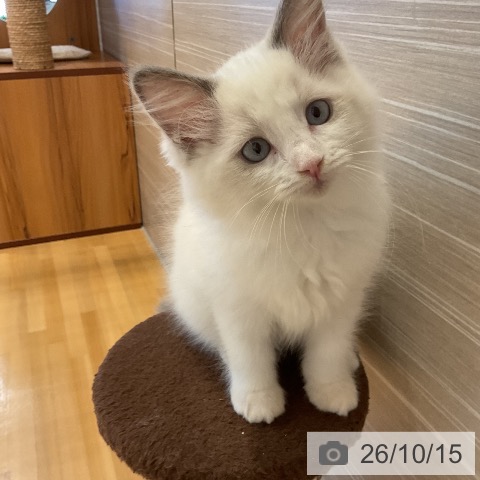 山形県のラグドール (ペットプラス 天童店/2026年8月3日生まれ/女の子/ブルーポイントバイカラー)の子猫の3枚目の画像