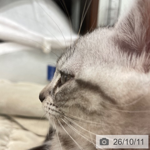 アメリカンショートヘアの写真