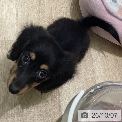 ミニチュア・ダックスフンドの写真