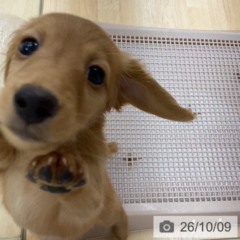 ミニチュア・ダックスフンドの写真