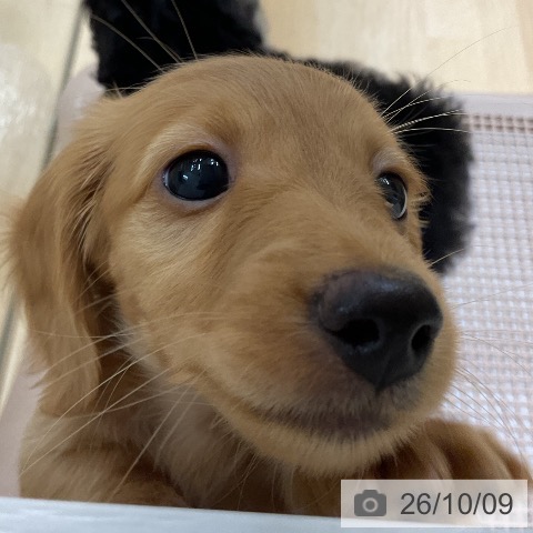 ミニチュア・ダックスフンドの写真