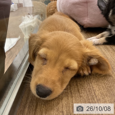 千葉県のミニチュアダックスフンド(ロング) (ペッツワン 千葉ニュータウン店/2026年8月7日生まれ/女の子/ゴールド)の子犬の4枚目の画像