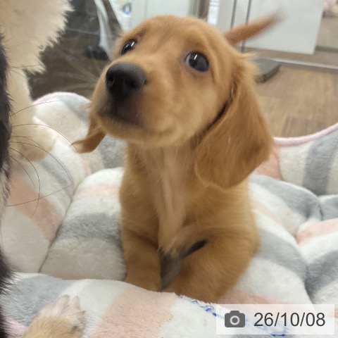 千葉県のミニチュアダックスフンド(ロング) (ペッツワン 千葉ニュータウン店/2026年8月7日生まれ/女の子/ゴールド)の子犬の3枚目の画像